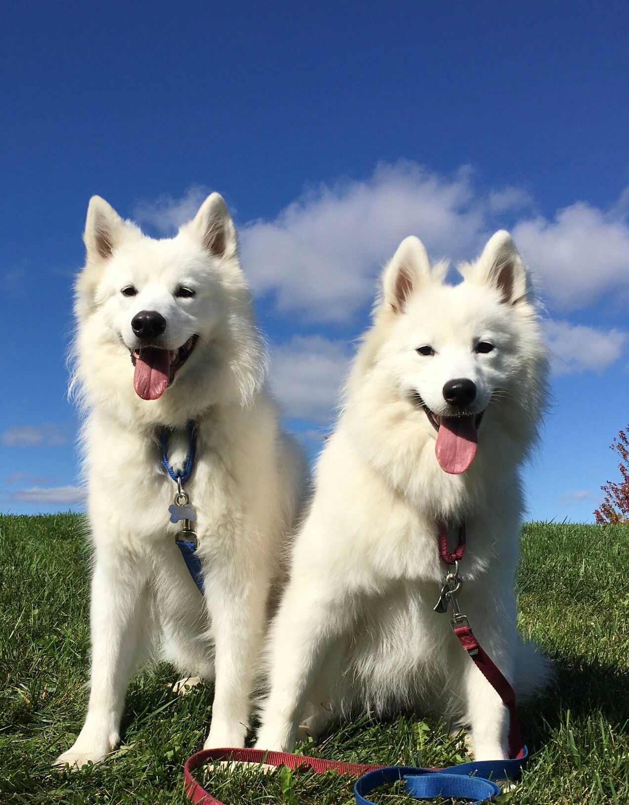 samoyeds juno and masey roo christine martishius.JPG